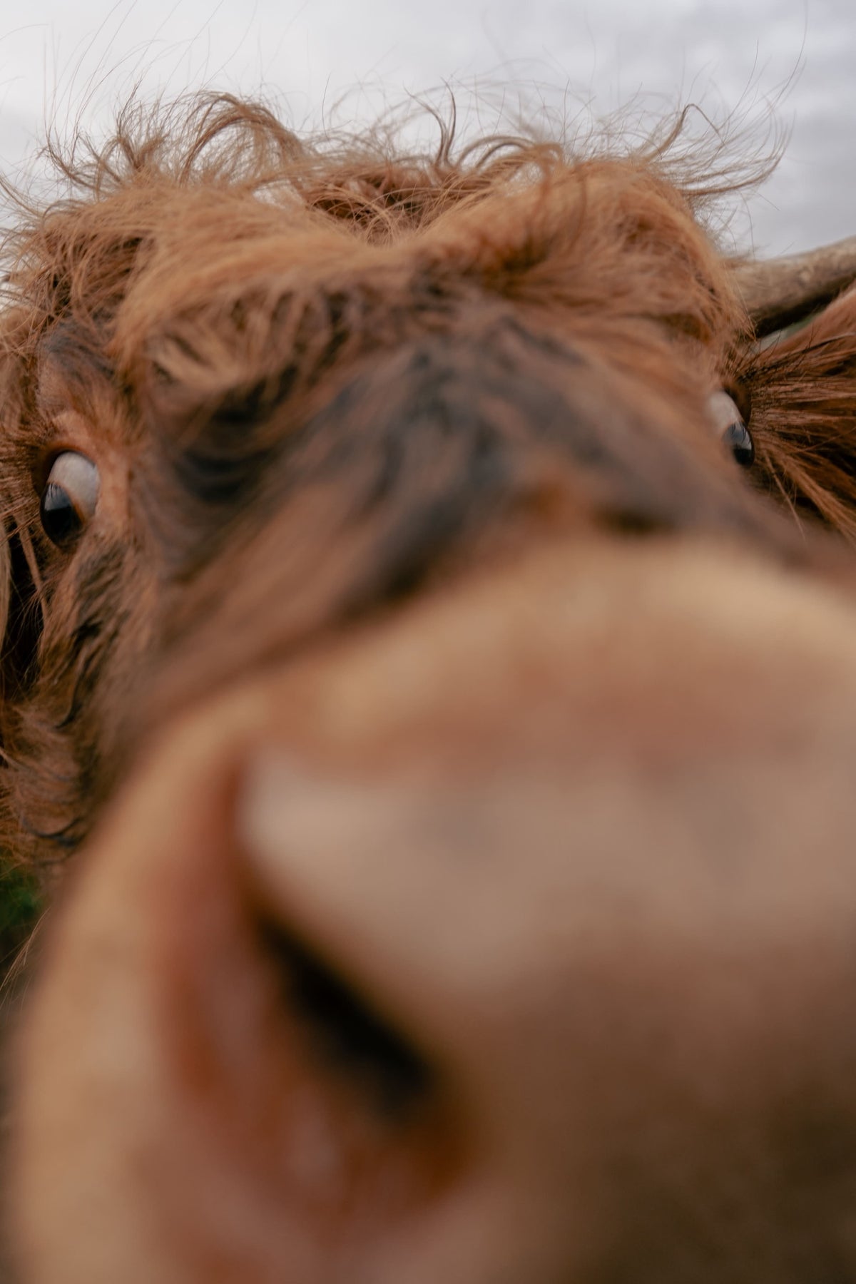 Close-up of a brown alpaca's nose