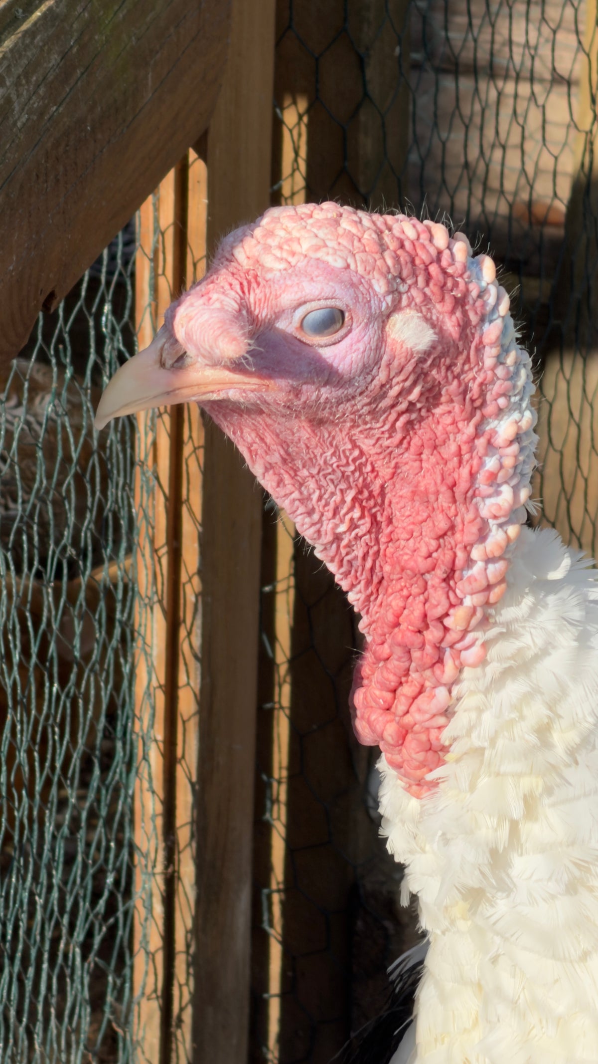 Turkey looking through a wire fence