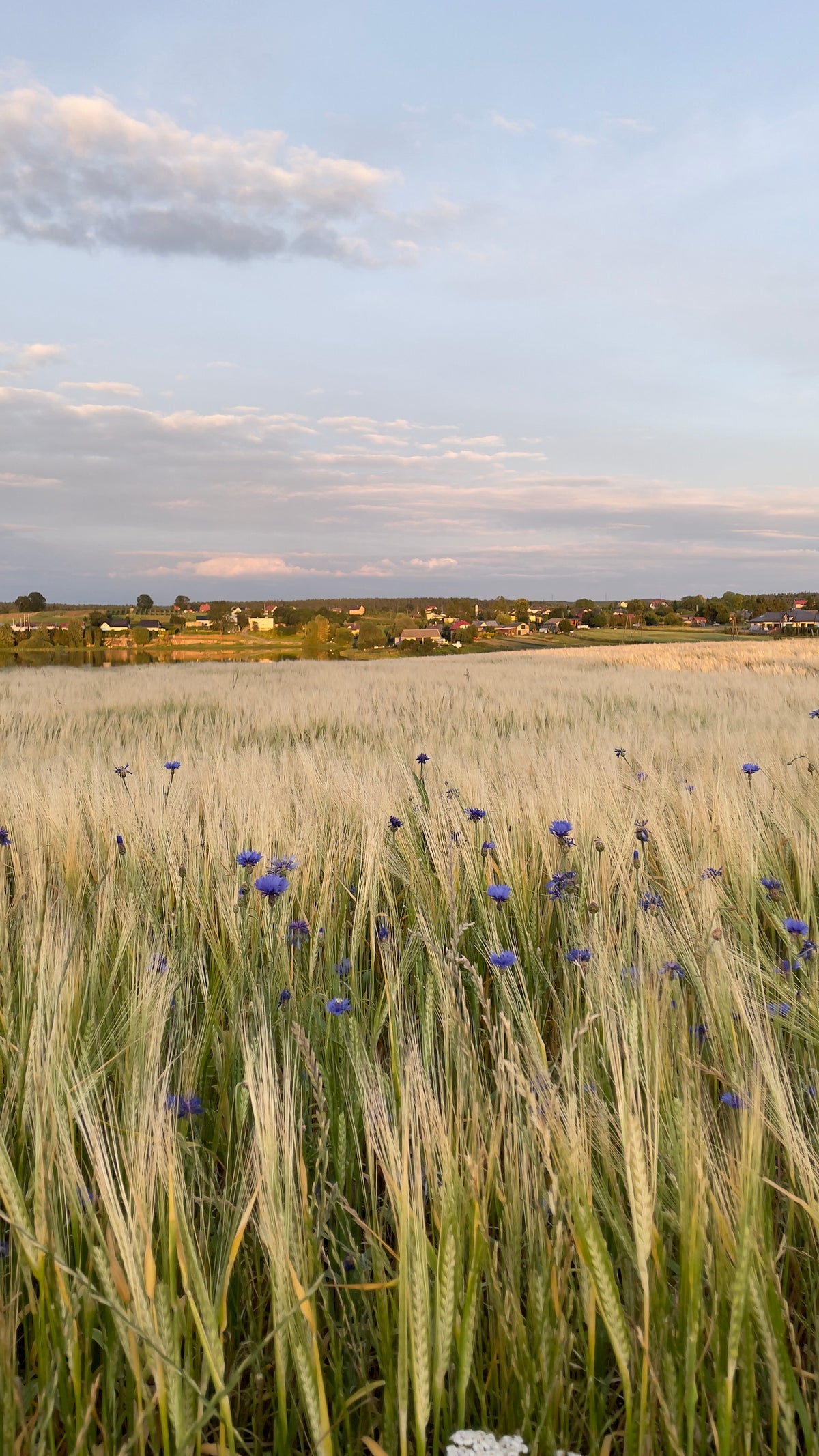 Grain field with cornflowers under an evening sky